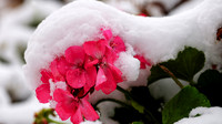 Winter Images