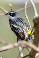 Yellow Rumped Warbler