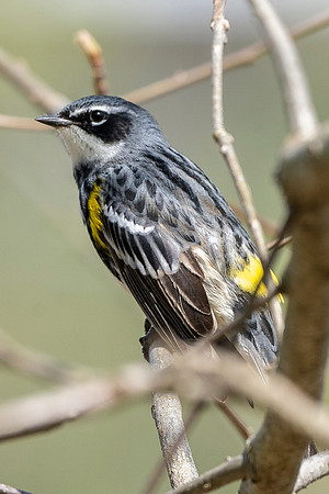 Yellow Rumped Warbler