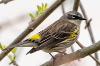 Yellow Rumped Warbler