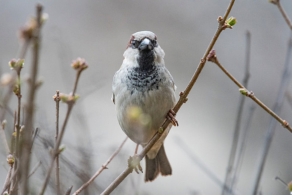 Sparrow