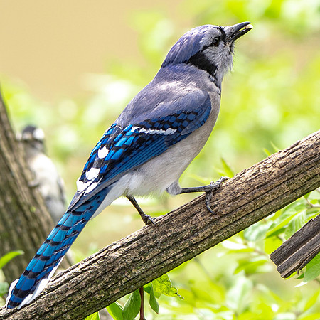 Blue Jay