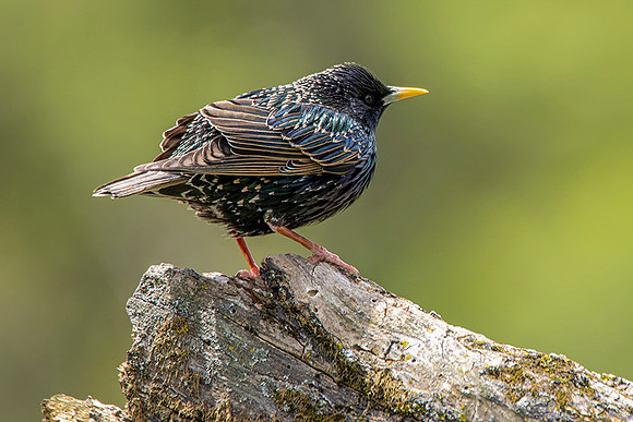 Starling