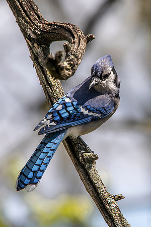 Blue Jay