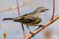 Yellow Rumped Warbler