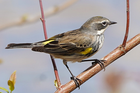 Yellow Rumped Warbler