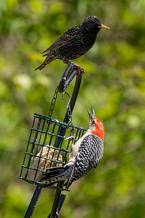 Wood Pecker and Starling