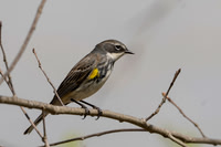 Yellow Rumped Warbler