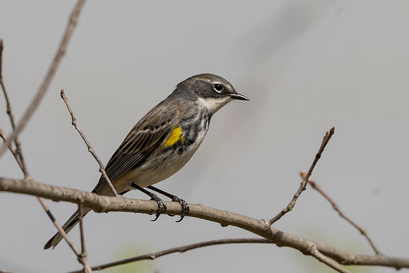 Yellow Rumped Warbler