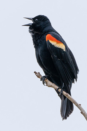 Red Winged Black Bird