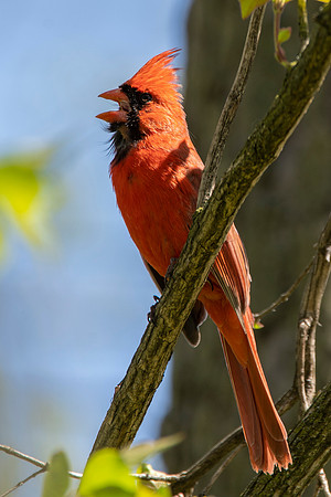 Cardinal