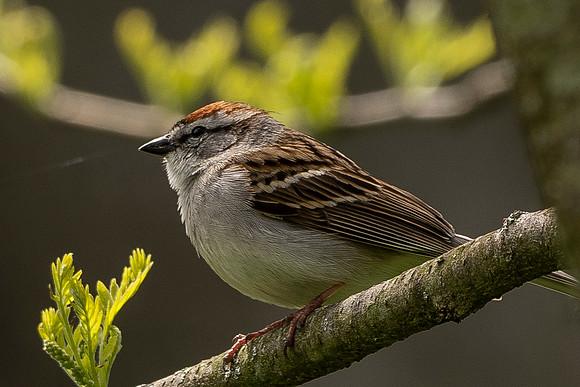 Sparrow