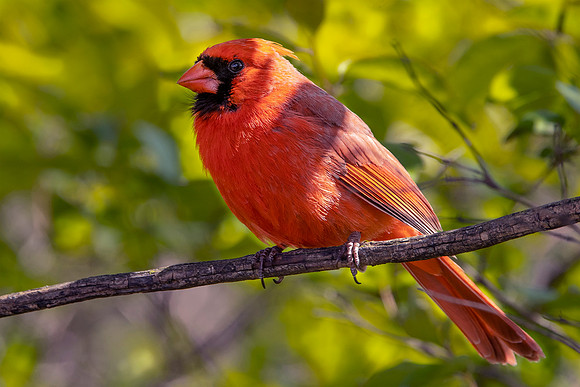 Cardinal