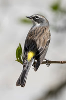 Yellow Rumped Warbler