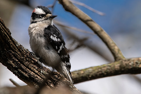 Wood Pecker