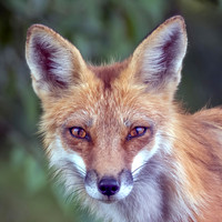 Foxes