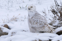 Snowy owl and Short eared owl